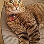 tabby_cat, cat, pet, feline, striped_fur, collar, bell, table, wooden_table, indoor, curious, alert, whiskers, ears, paws, relaxed, fur_texture, domestic_cat, close_up, animal