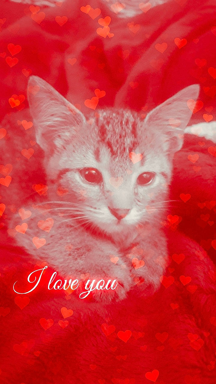 Lil' Missy is registered to the contest to win money with this photo: carnivore, cat, felidae, kitten, red, small_to_medium_sized_cats, whiskers