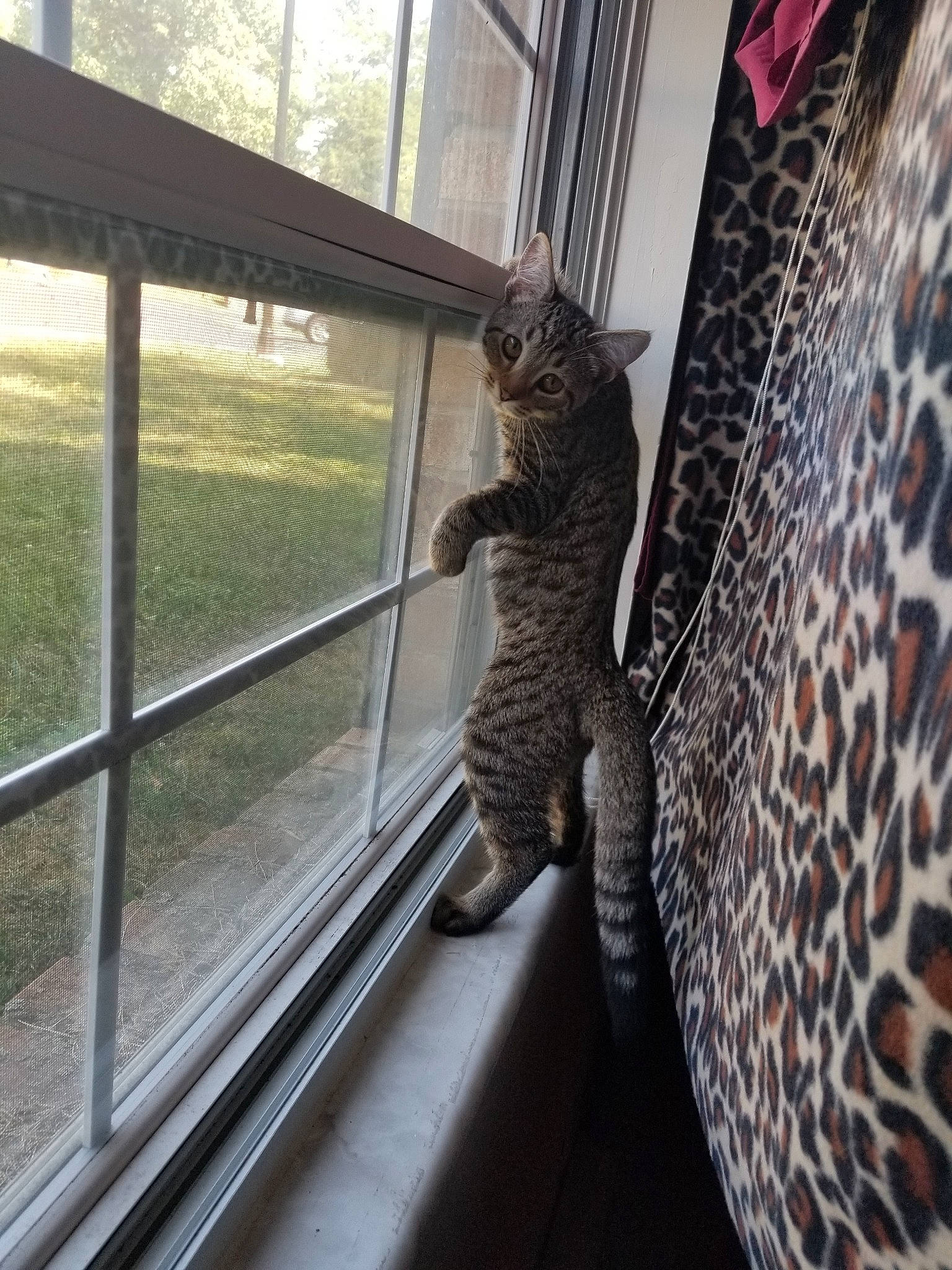 Lil' Missy is registered to the contest to win money with this photo: asian, bengal, carnivore, cat, domestic_short_haired_cat, dragon_li, egyptian_mau, european_shorthair, felidae, interior_design, kitten, ocicat, pixie_bob, reptile, savannah, small_to_medium_sized_cats, tabby_cat, tail, whiskers, window