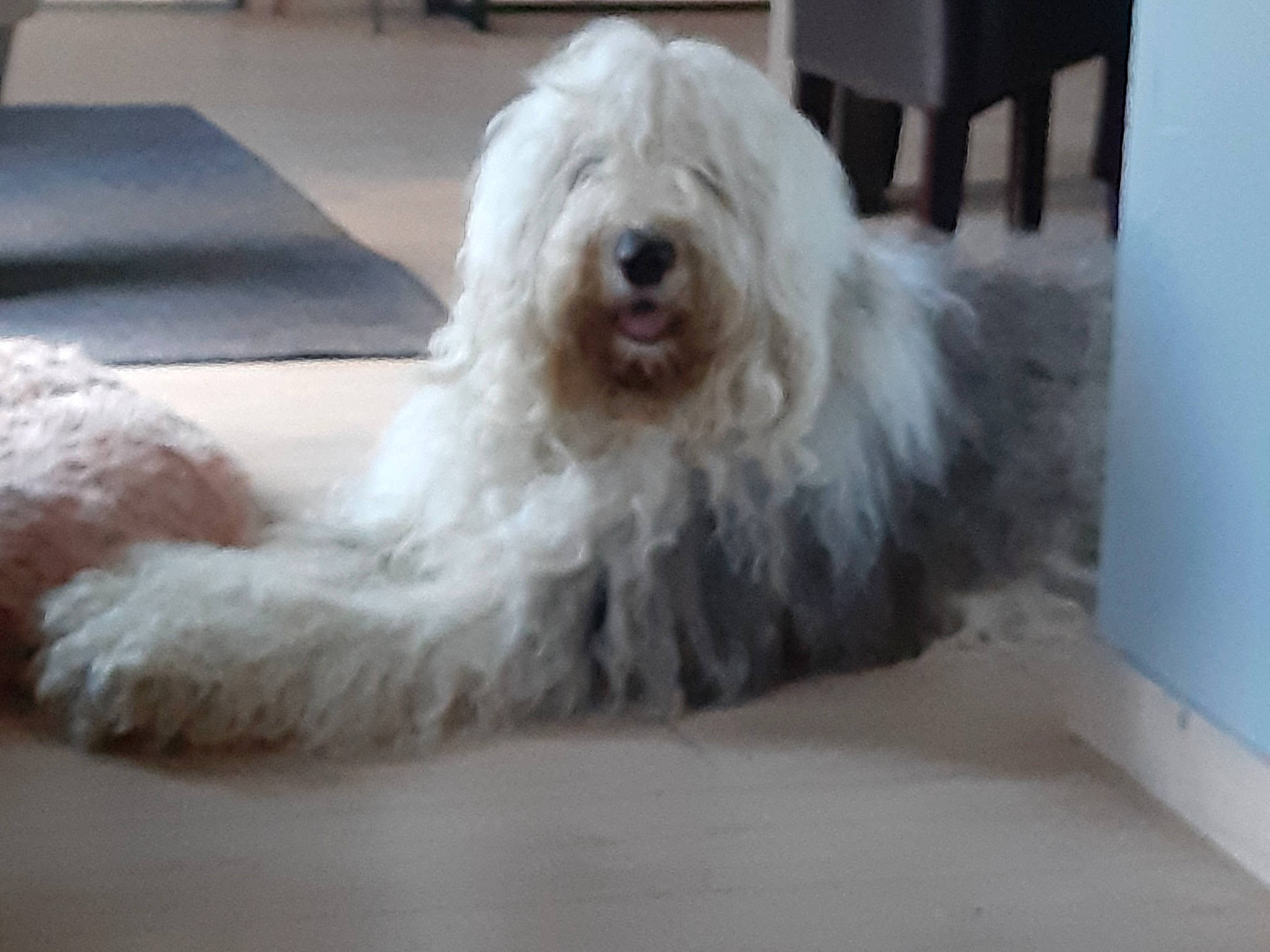 Olympe participe au concours pour gagner de l'argent avec cette photo : canidae, carnivore, companion_dog, dog, dog_breed, flooring, fur, hardwood, non_sporting_group, small_terrier, snout, sporting_group, terrestrial_animal, terrier, toy_dog, water_dog, working_animal