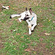 Buddy is registered to the contest to win money with this photo: dog, grass, bone, toy, outdoor, pet, collar, animal, laying, nature, green, fall, leaf, canine, play, relaxed, ground, daylight, mammal, fur
