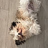 dog, puppy, fluffy, lying_down, wooden_floor, playful, relaxed, pet, indoor, cute, small_dog, furry, white_fur, black_fur, brown_fur, animal, domestic_animal, canine, sleeping_pose, happy