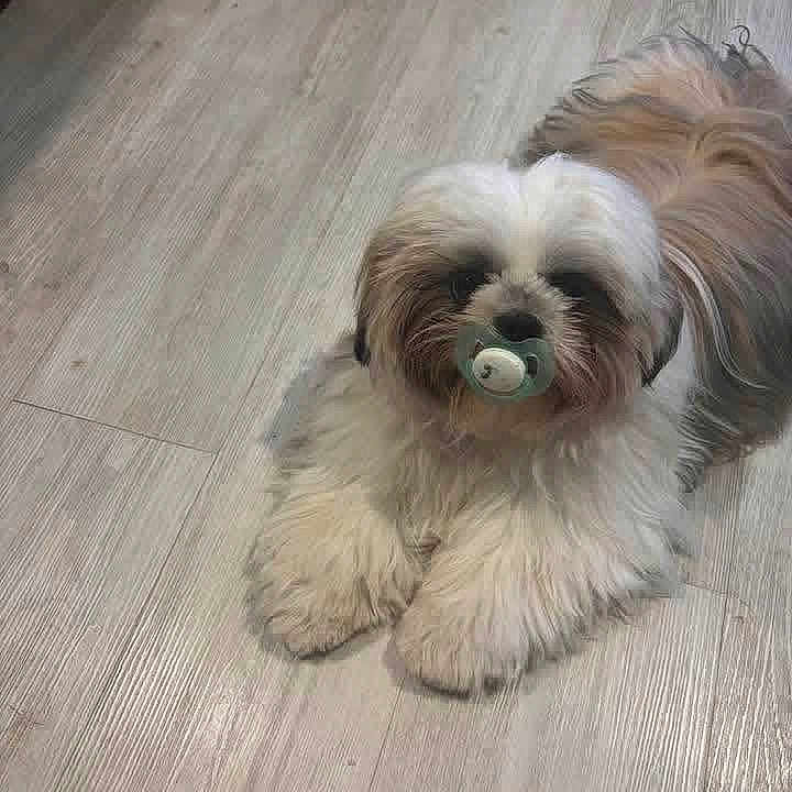 Baloo