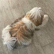 Baloo participe au concours pour gagner de l'argent avec cette photo : dog, fluffy, brown, white, black, lying_down, wooden_floor, pet, indoor, fur, tail, relaxed, animal, companion, cute, small_dog, flooring, laying, domestic_animal, cozy