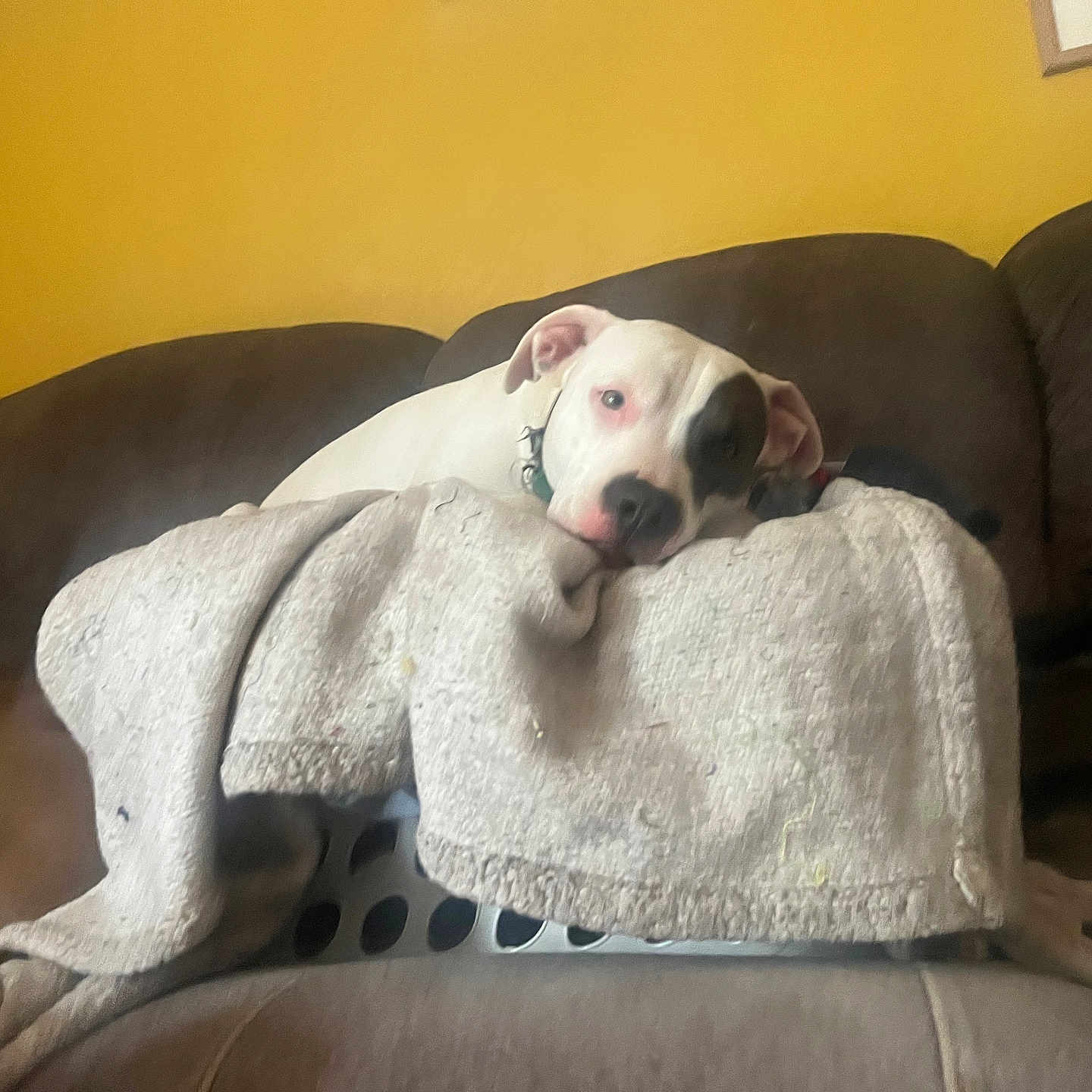 Erowyn is registered to the contest to win money with this photo: animal, brown_couch, casual, comfort, companion, cozy, dog, domestic, furniture, home, indoor, laundry_basket, living_room, pet, relaxed, resting, towel, two_dogs, white_dog, yellow_wall