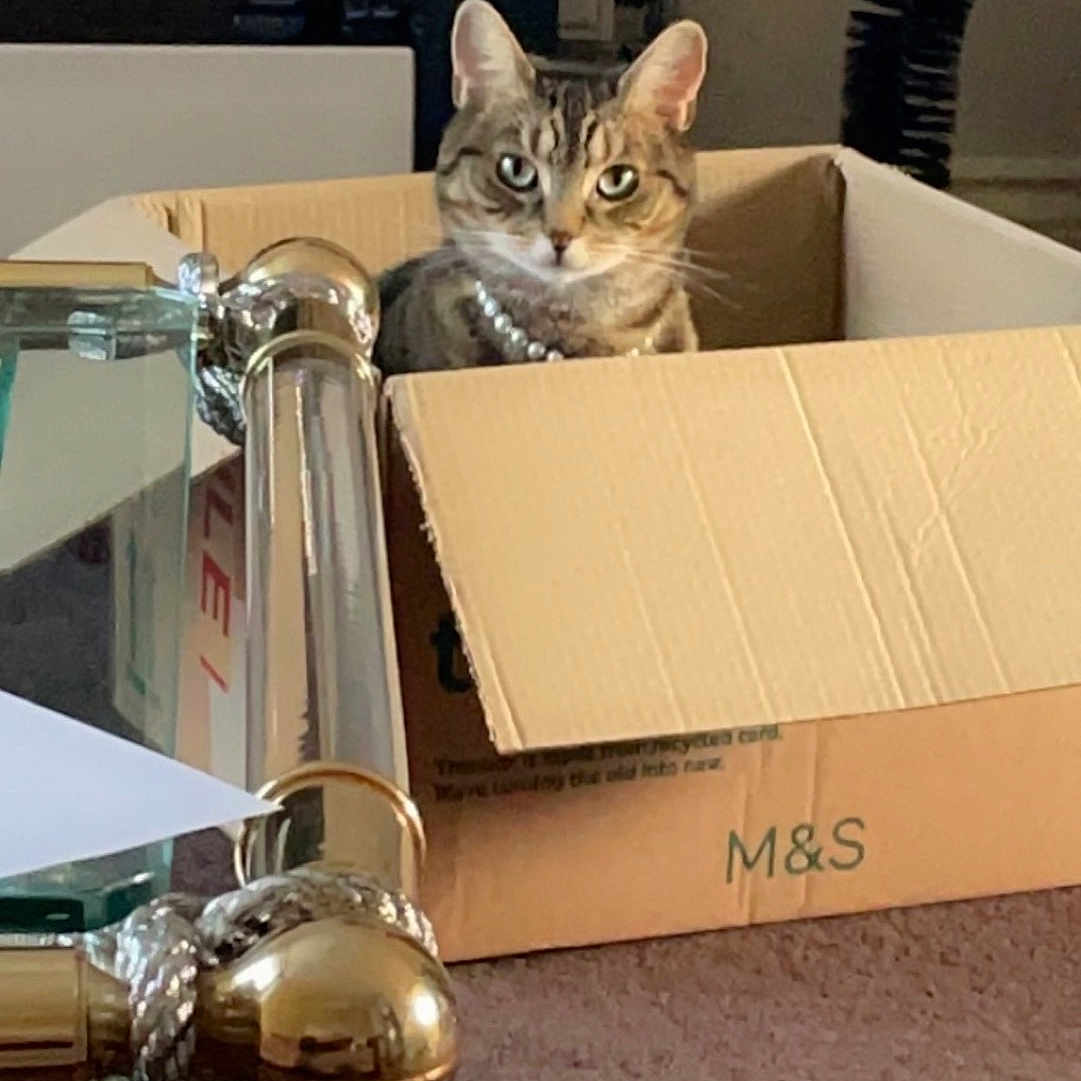 Hope is registered to the contest to win money with this photo: abyssinian, animal, architecture, box, building, cardboard, carton, cat, couch, diningroom, furniture, indoors, interiordesign, kitten, livingroom, manx, pet, plant, pottedplant, room