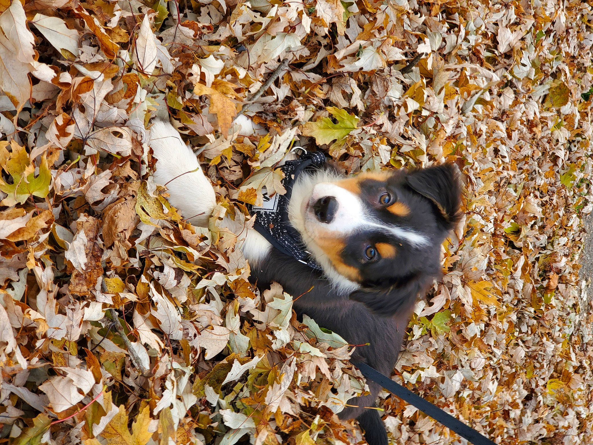 Dexter joined the competition — help win amazing prizes! autumn, canidae, carnivore, deciduous, dog, dog_breed, fur, grass, plant, snout, soil, sporting_group, terrestrial_animal, tree, twig, whiskers, wildlife, wood