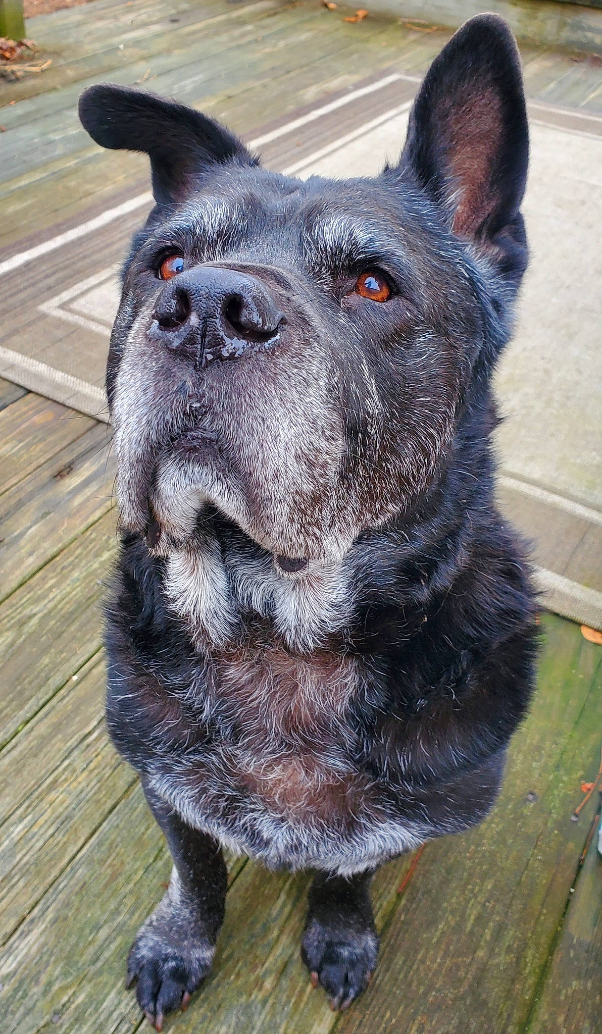 Benz joined the competition — help win amazing prizes! canidae, carnivore, dog, dog_breed, fur, mammal, rare_breed_dog, snout, sporting_group, vertebrate