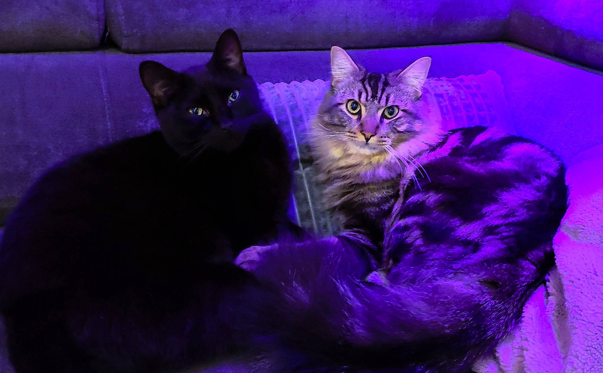 Sherkan participe au concours pour gagner de l'argent avec cette photo : carnivore, cat, claw, comfort, darkness, domestic_short_haired_cat, electric_blue, felidae, fur, magenta, paw, plant, purple, sitting, small_to_medium_sized_cats, snout, tail, violet, whiskers