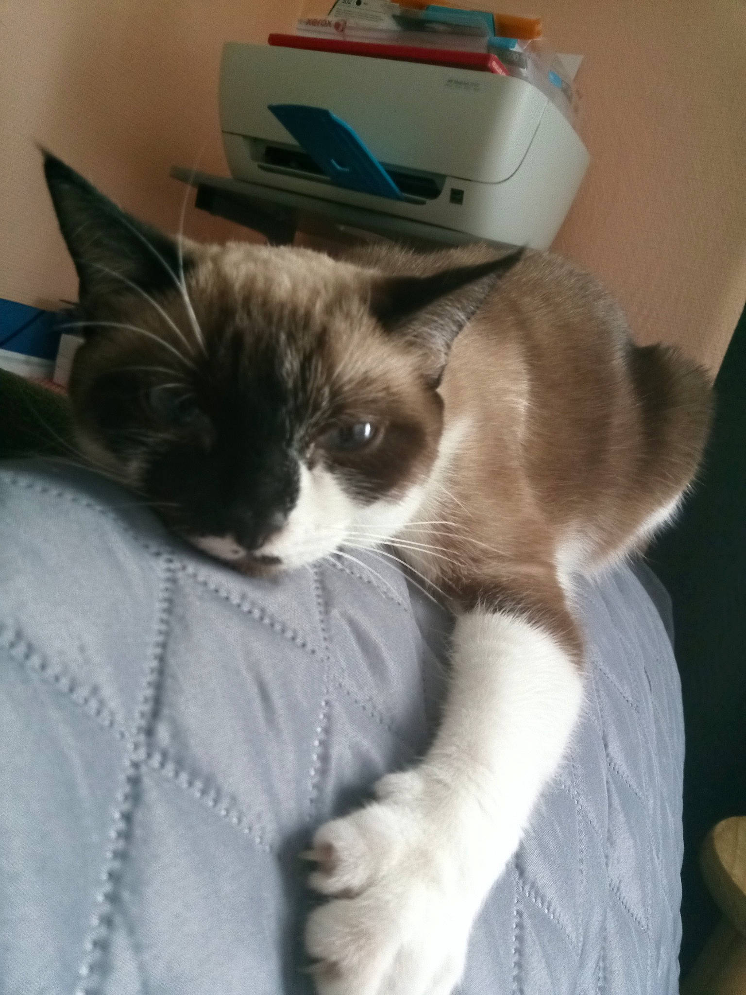 Praline a rejoint le concours — aidez-le/la à gagner de superbes lots ! box, cardboard, carnivore, carton, cat, cat_supply, claw, comfort, domestic_short_haired_cat, felidae, formal_wear, fur, kitchen_appliance, lap, paper_product, paw, pet_supply, small_to_medium_sized_cats, tail, whiskers