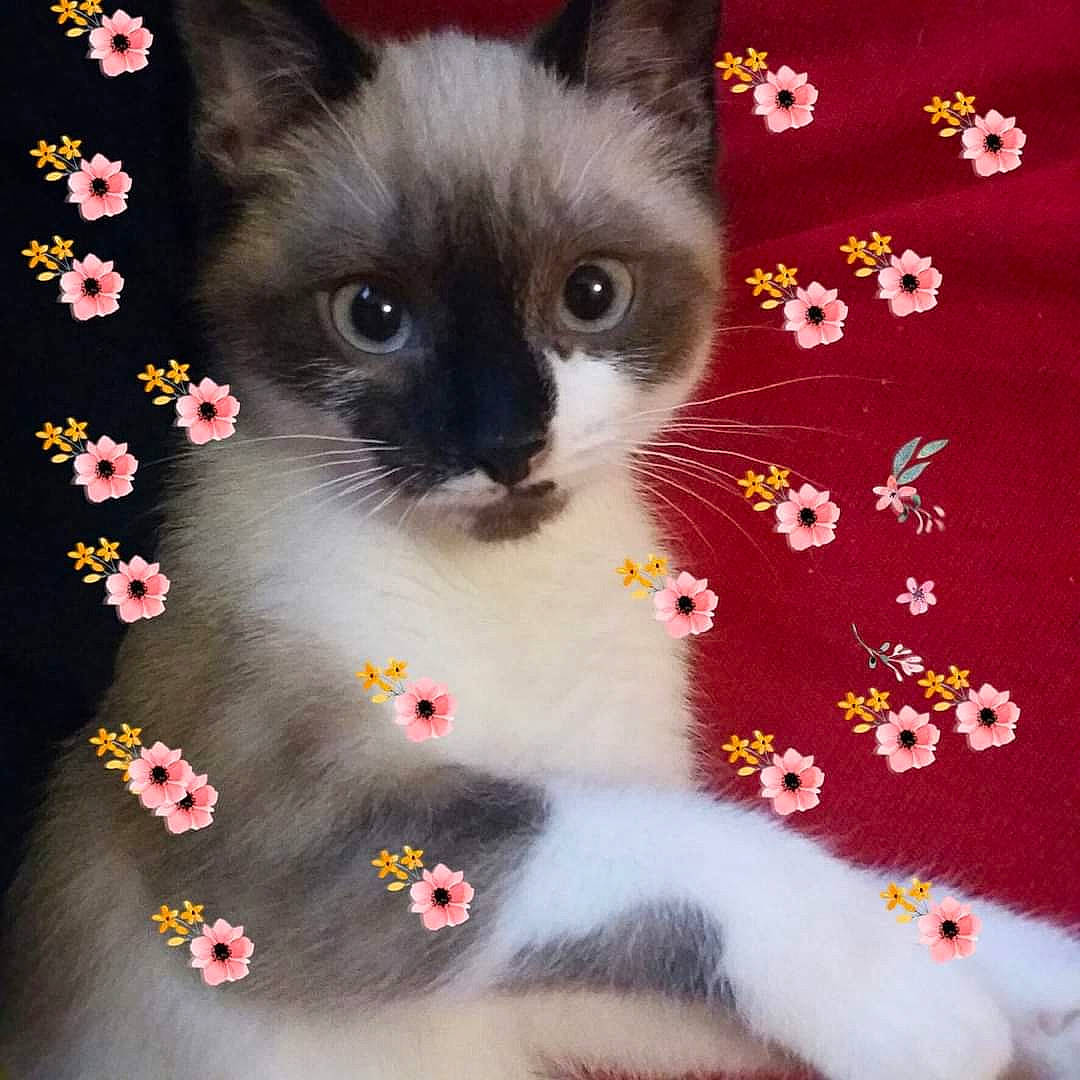 Praline participe au concours pour gagner de l'argent avec cette photo : carmine, carnivore, cat, cat_supply, claw, creative_arts, domestic_short_haired_cat, felidae, fur, pattern, paw, pet_supply, petal, photo_caption, siamese, small_to_medium_sized_cats, snout, tail, textile, whiskers