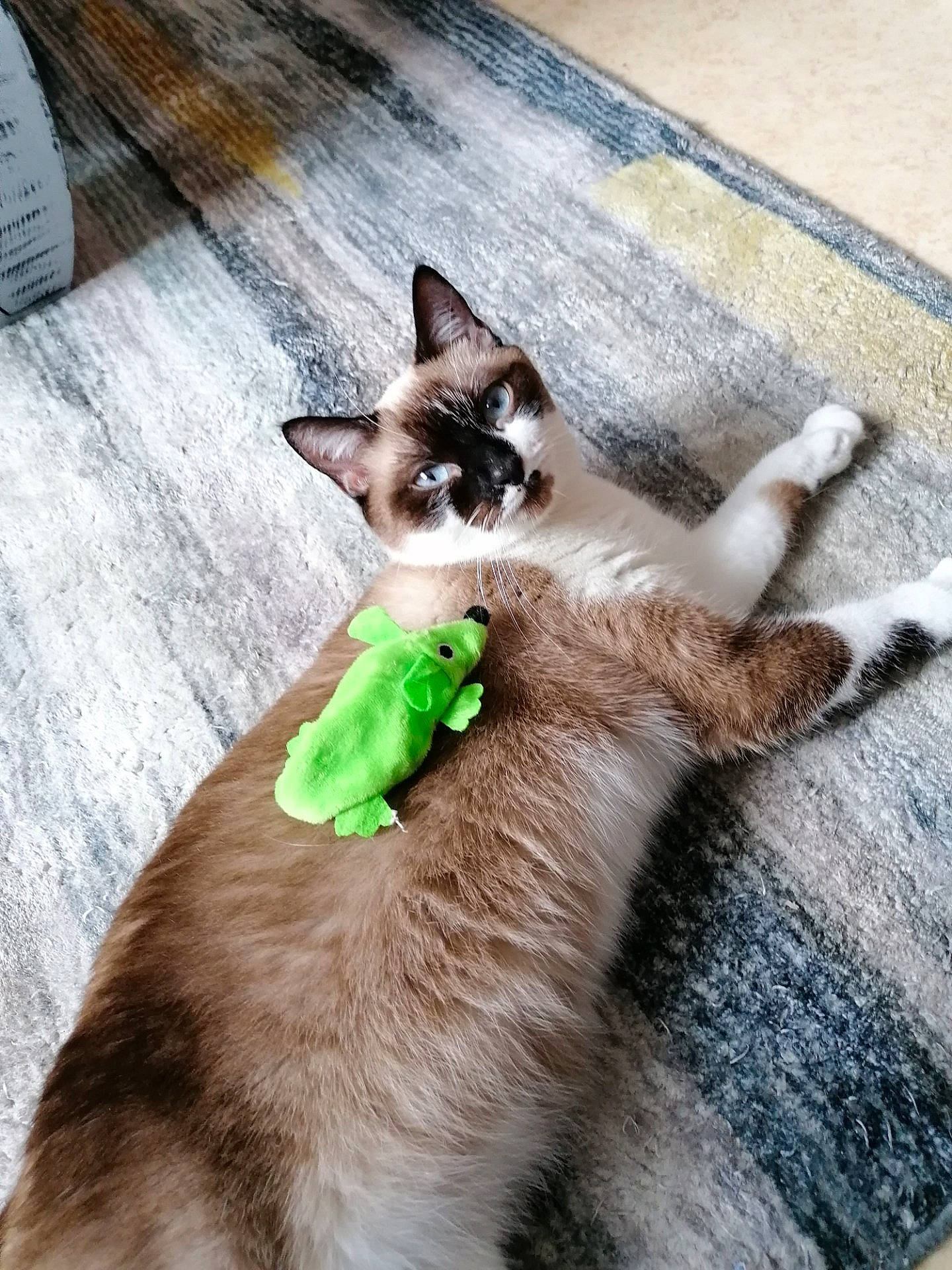 Praline a rejoint le concours — aidez-le/la à gagner de superbes lots ! balinese, carnivore, cat, claw, collar, dog_breed, domestic_short_haired_cat, fawn, felidae, flooring, foot, fur, paw, siamese, small_to_medium_sized_cats, snout, tail, thai, whiskers, wood