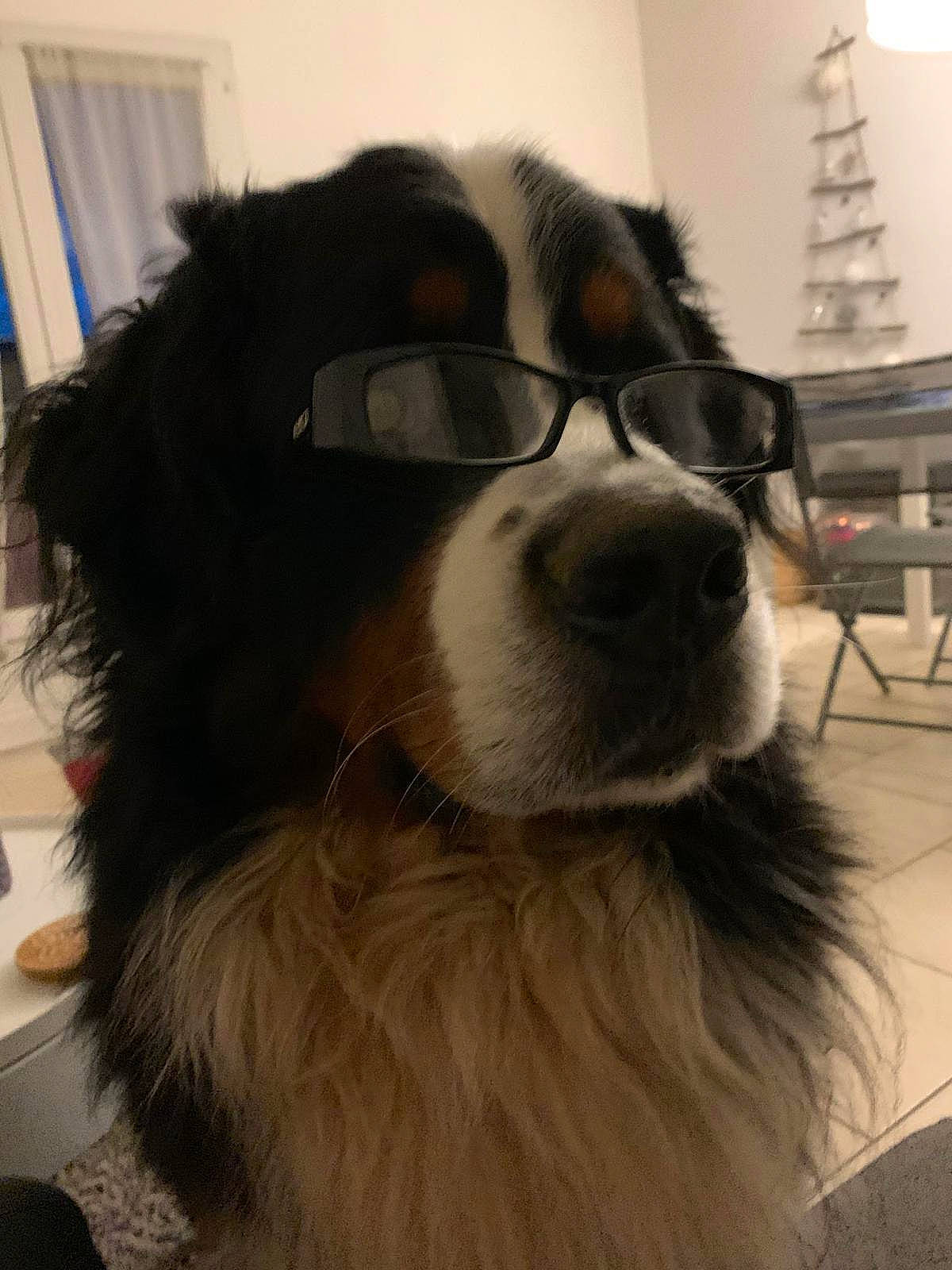 Mac participe au concours pour gagner de l'argent avec cette photo : australian_shepherd, bernese_mountain_dog, border_collie, canidae, carnivore, companion_dog, dog, dog_breed, eyewear, fur, glasses, mammal, nose, phalene, rare_breed_dog, snout, sporting_group, working_dog