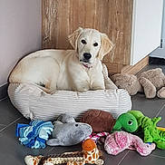 Appy participe au concours pour gagner de l'argent avec cette photo : dog, puppy, golden_retriever, bed, dog_bed, toys, plush_toys, giraffe_toy, turtle_toy, floor, indoor, wood_panel, tile_floor, pet, cute, resting, animal, cozy, playful, young_dog