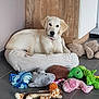 dog, puppy, golden_retriever, bed, dog_bed, toys, plush_toys, giraffe_toy, turtle_toy, floor, indoor, wood_panel, tile_floor, pet, cute, resting, animal, cozy, playful, young_dog