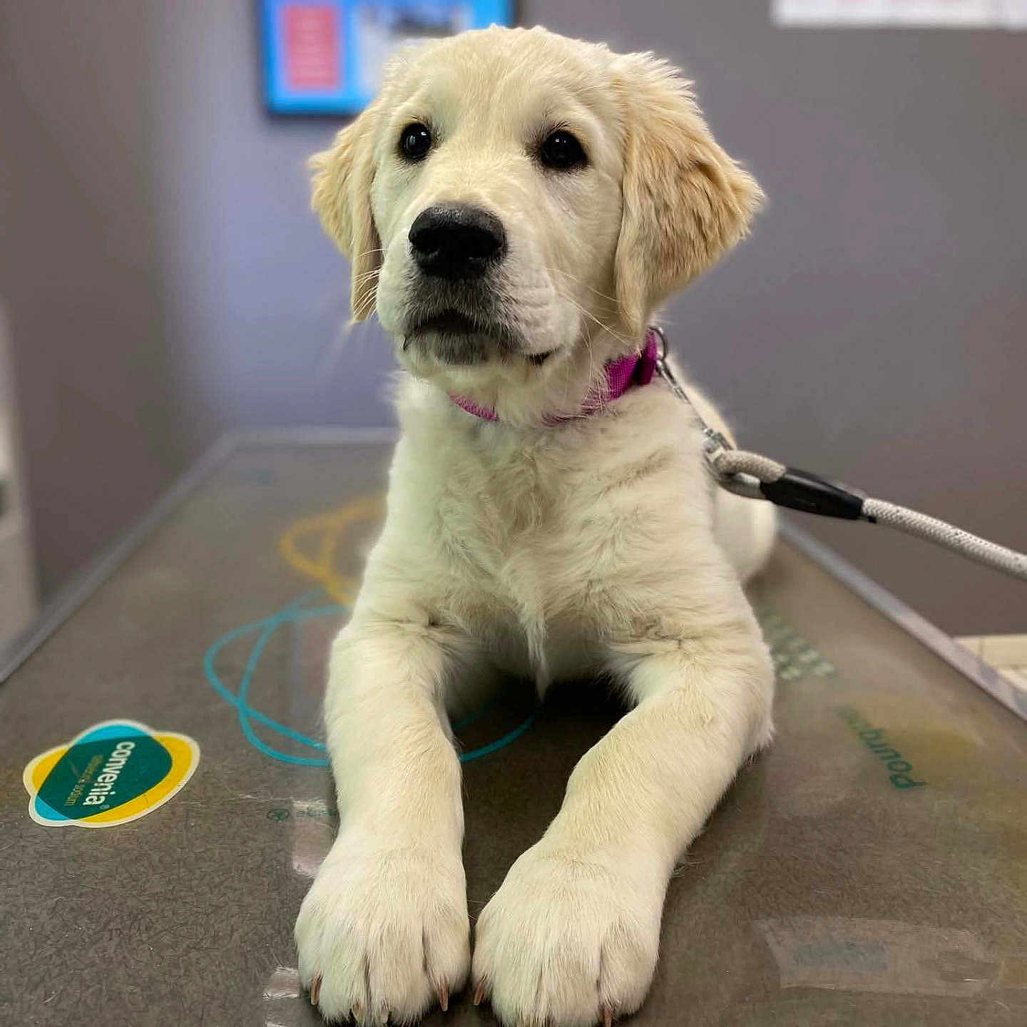 Appy a rejoint le concours — aidez-le/la à gagner de superbes lots ! animal, blurred_background, calm, closeup, collar, cute, dog, fluffy, front_paws, golden_retriever, indoor, leash, looking, pet, puppy, table, veterinary_clinic, waiting, white_fur, young