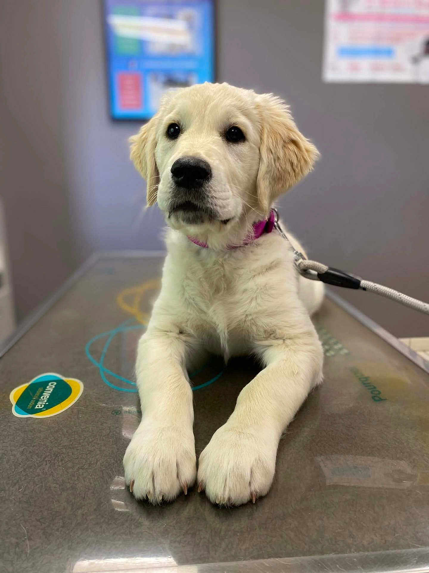 Appy a rejoint le concours — aidez-le/la à gagner de superbes lots ! dog, puppy, golden_retriever, animal, pet, collar, leash, table, indoor, blurred_background, cute, fluffy, white_fur, looking, front_paws, closeup, veterinary_clinic, waiting, calm, young