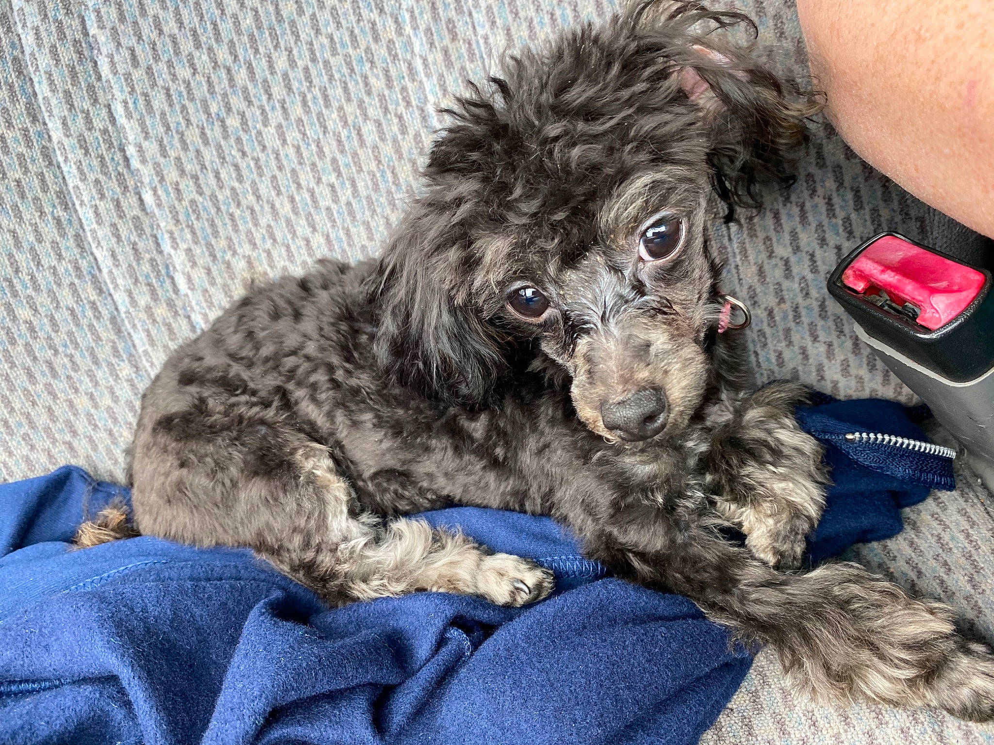 Cocoa Chanel is registered to the contest to win money with this photo: bolonka, canidae, carnivore, cockapoo, companion_dog, dog, dog_breed, mammal, miniature_poodle, non_sporting_group, poodle, poodle_crossbreed, puppy, rare_breed_dog, schnoodle, sporting_group, standard_poodle, terrier, toy_poodle, vertebrate