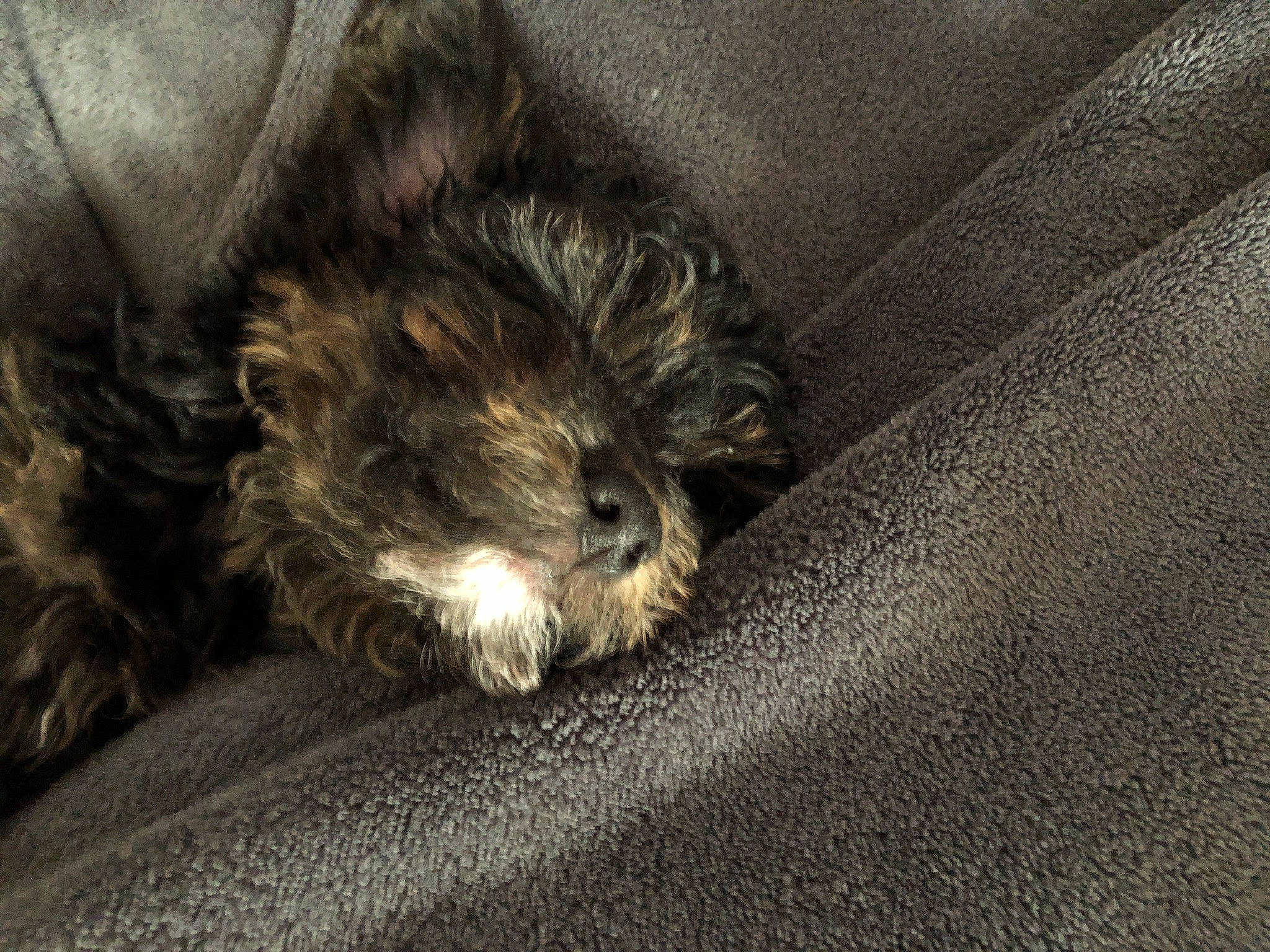 Cocoa Chanel is registered to the contest to win money with this photo: affenpinscher, bolonka, cairn_terrier, canidae, carnivore, cockapoo, dog, dog_breed, glen_of_imaal_terrier, mammal, miniature_schnauzer, morkie, puppy, schnoodle, snout, sporting_group, terrier, tibetan_terrier, toy_dog, vertebrate