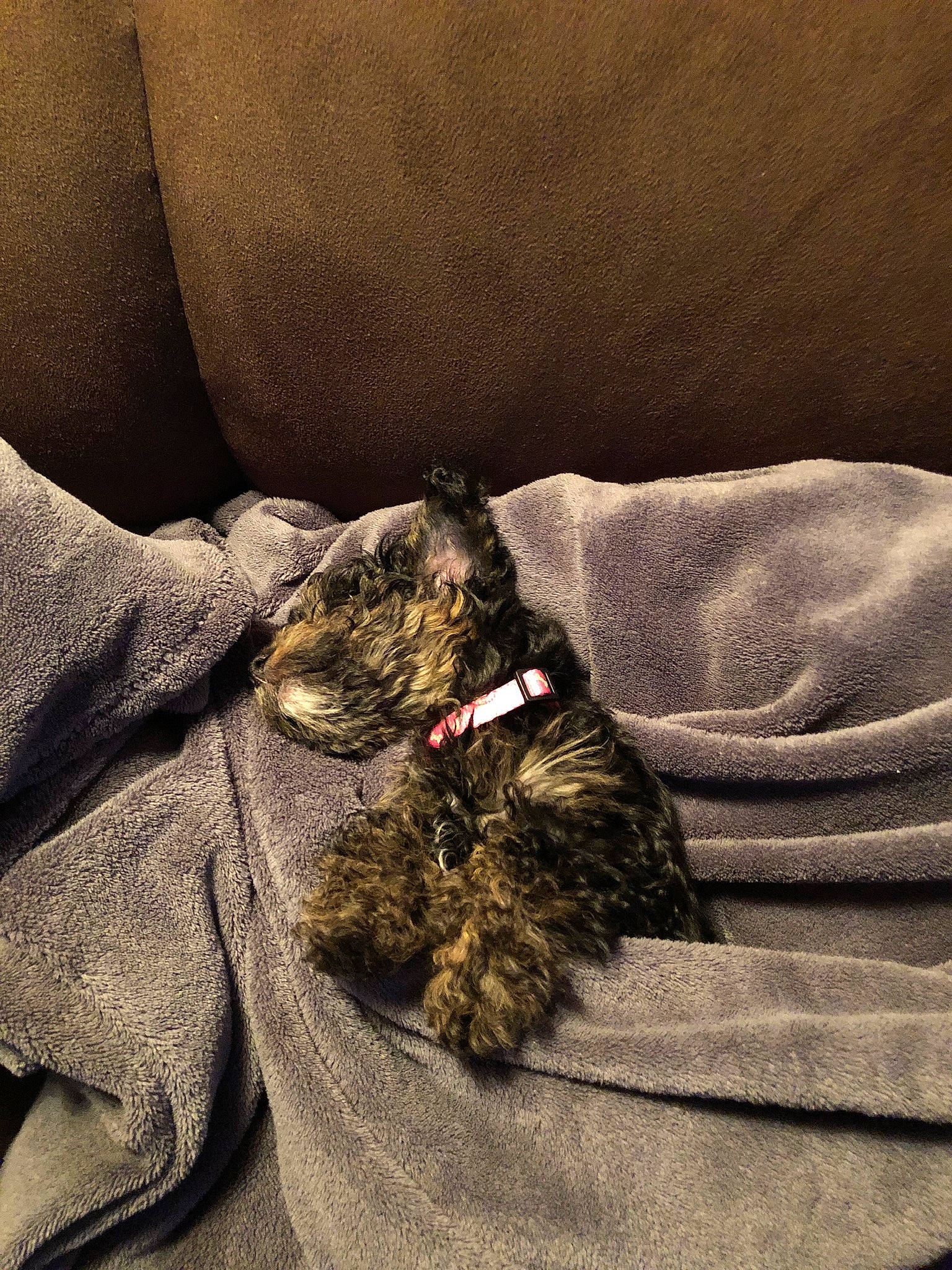 Cocoa Chanel joined the competition — help win amazing prizes! cairn_terrier, canidae, carnivore, dog, dog_breed, miniature_schnauzer, puppy, sporting_group, terrier