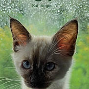 Toph is registered to the contest to win money with this photo: kitten, cat, blue_eyes, steering_wheel, raindrops, window, green_background, close_up, pet, animal, curious, indoor, phone_screen, time_display, date_display, notification, car, whiskers, ears, fur