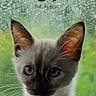 kitten, cat, blue_eyes, steering_wheel, raindrops, window, green_background, close_up, pet, animal, curious, indoor, phone_screen, time_display, date_display, notification, car, whiskers, ears, fur