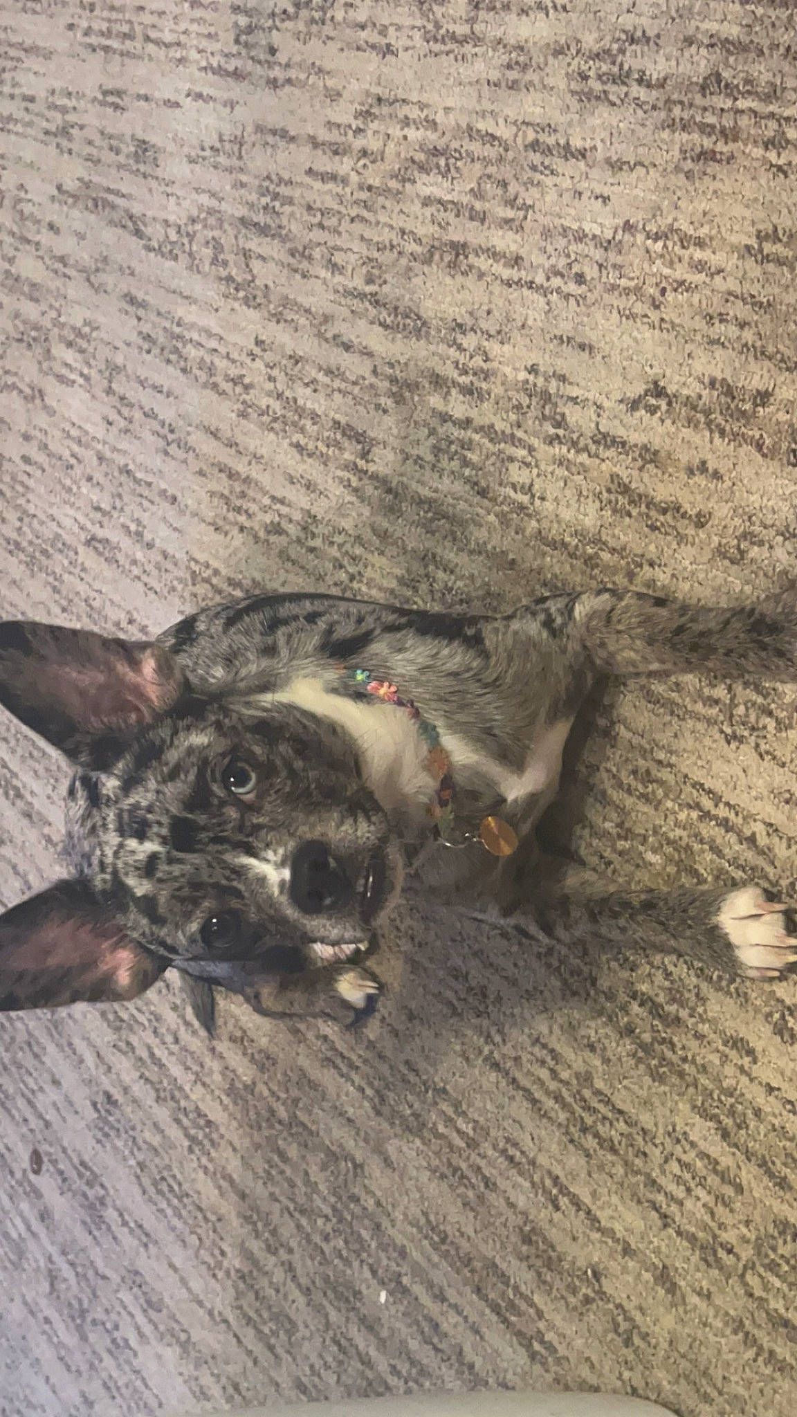 Frosty is registered to the contest to win money with this photo: australian_cattle_dog, canidae, carnivore, claw, companion_dog, dog, dog_breed, fawn, felidae, flooring, fur, paw, snout, soil, sporting_group, tail, terrestrial_animal, whiskers, wood, working_animal