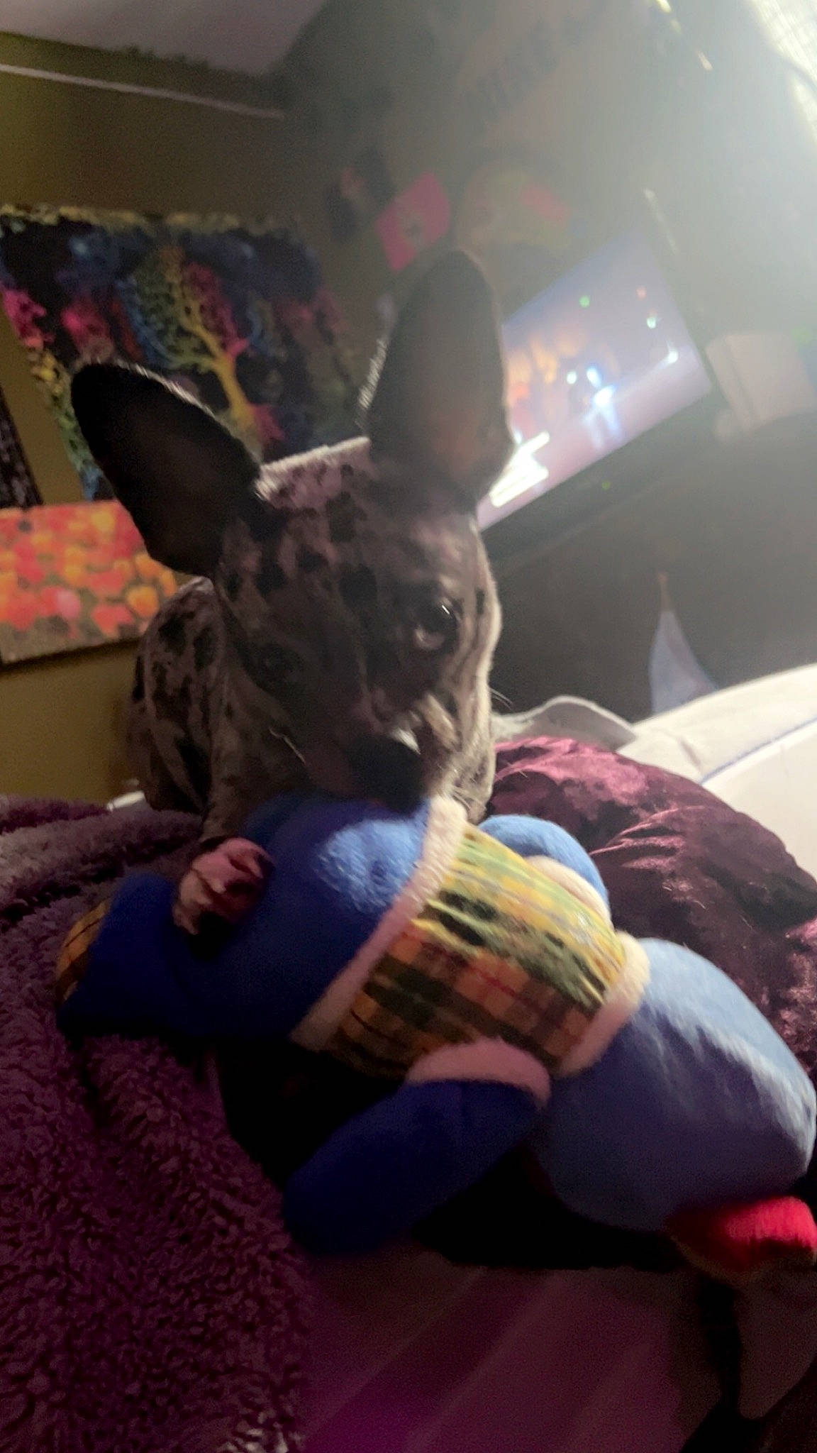 Frosty is registered to the contest to win money with this photo: bed, child, comfort, companion_dog, dog_breed, felidae, fun, fur, human_leg, lap, linens, nap, pillow, room, selfie, sitting, stuffed_toy, thigh, toy, whiskers