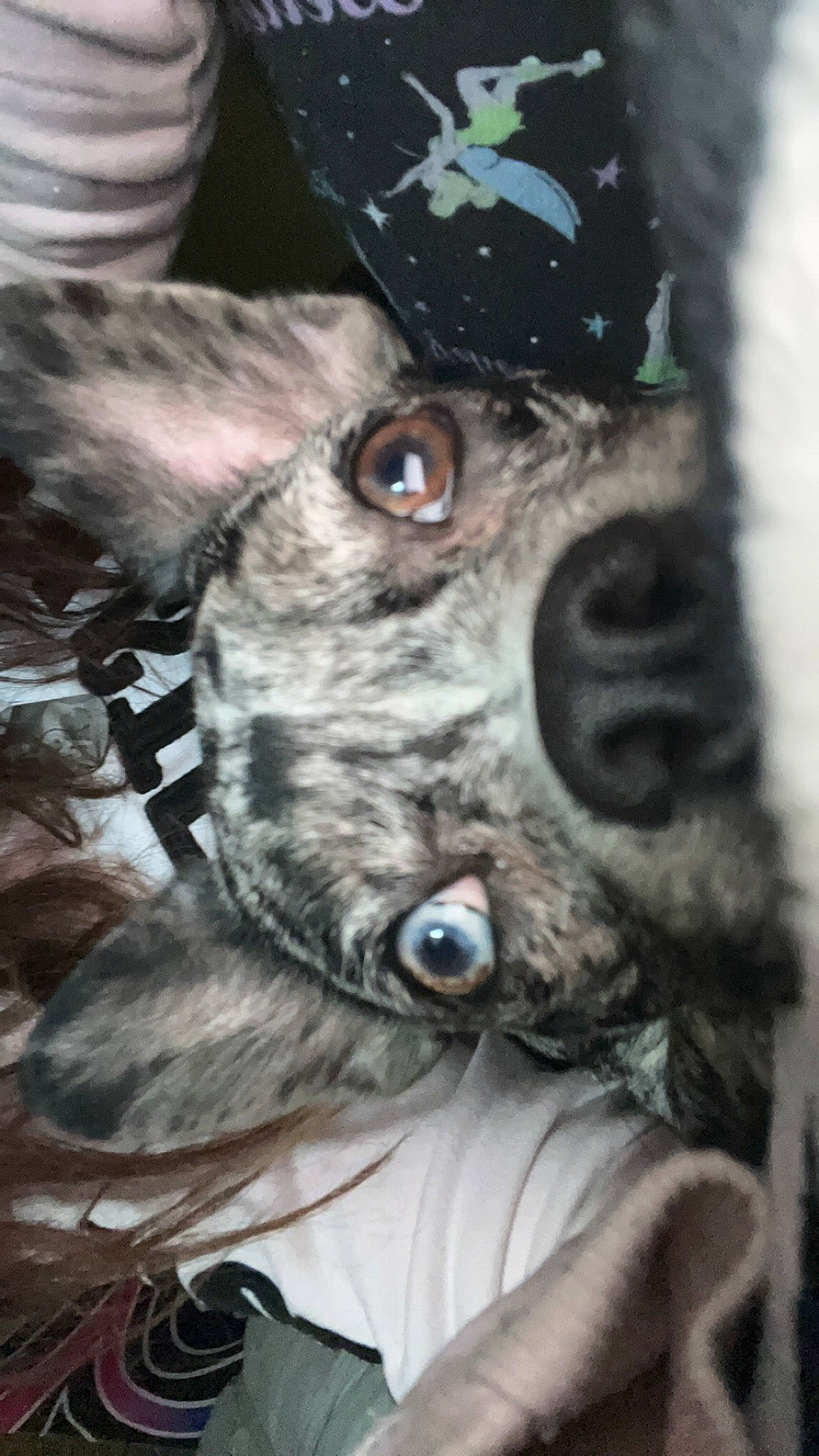 Frosty is registered to the contest to win money with this photo: ancient_dog_breeds, collar, companion_dog, dog, dog_breed, dog_collar, fictional_character, fur, guard_dog, snout, whiskers, working_animal