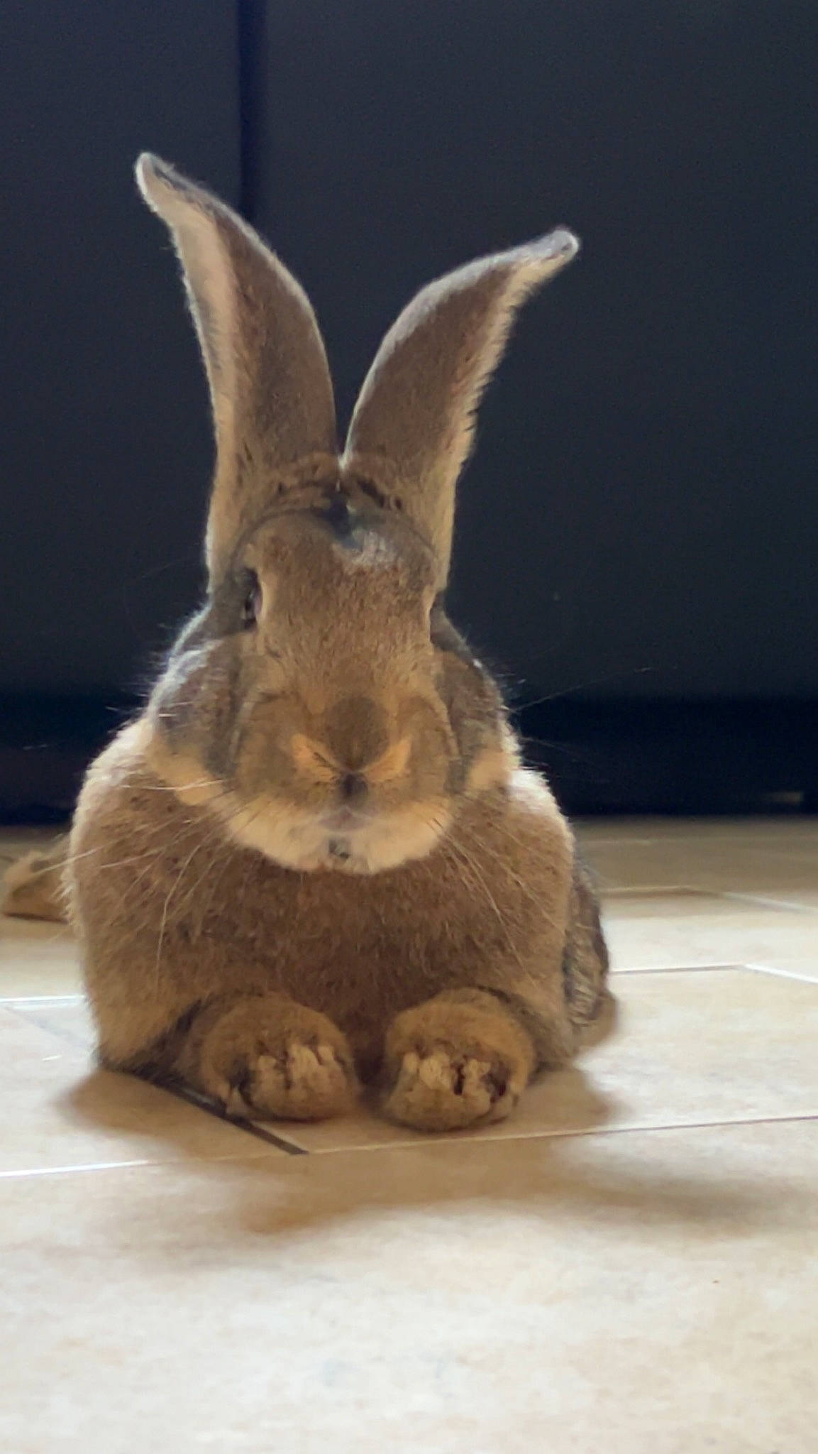 Twix participe au concours pour gagner de l'argent avec cette photo : balance, black_tailed_jackrabbit, domestic_rabbit, ear, fawn, foot, fur, hare, rabbit, rabbits_and_hares, snout, tail, terrestrial_animal, whiskers, wildlife