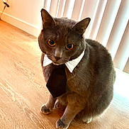 Chili joined the competition — help win amazing prizes! cat, grey_cat, pet, tie, collar, indoor, wooden_floor, vertical_blinds, curious, sitting, feline, domestic_animal, fur, whiskers, ears, eyes, cute, animal_portrait, looking_at_camera, house