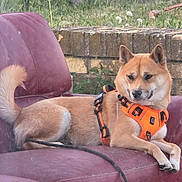 Laika participe au concours pour gagner de l'argent avec cette photo : animal, brick_wall, calm, canine, dog, domestic_animal, fur, grass, greenery, leash, nature, orange_harness, outdoor, pet, purple_chair, quiet, relaxed, resting, sitting, tail