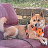 animal, brick_wall, calm, canine, dog, domestic_animal, fur, grass, greenery, leash, nature, orange_harness, outdoor, pet, purple_chair, quiet, relaxed, resting, sitting, tail