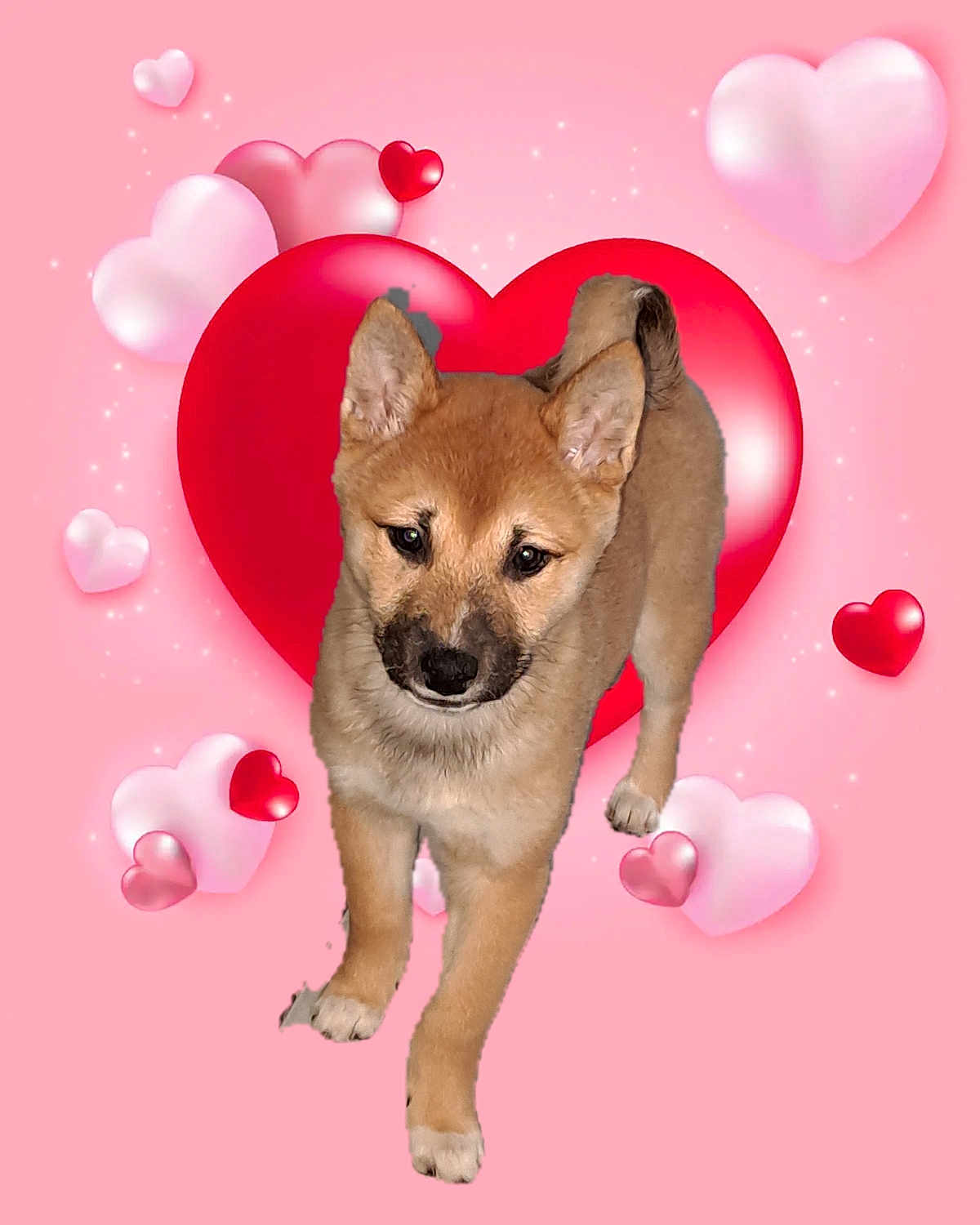 Laika