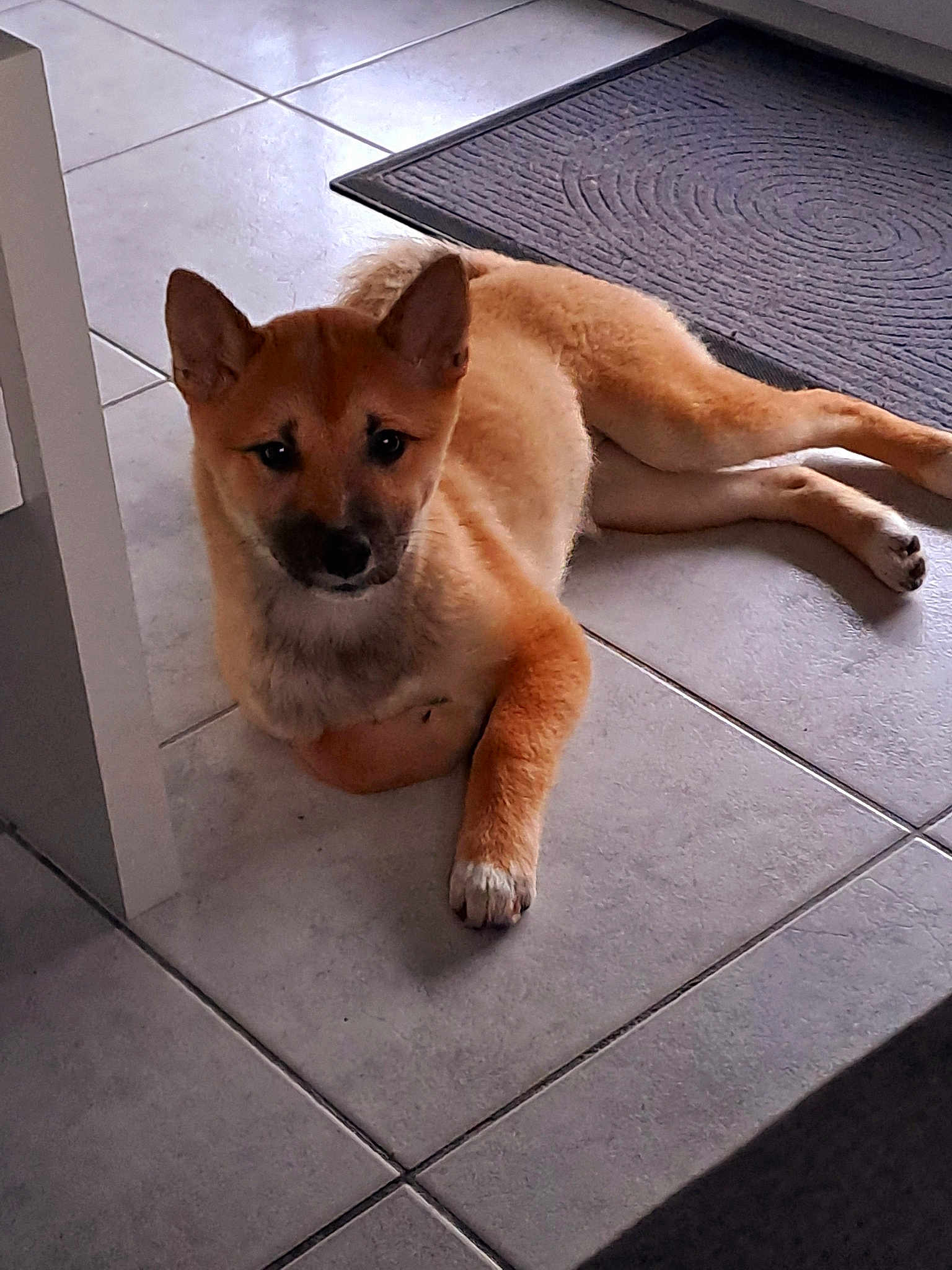 Laika