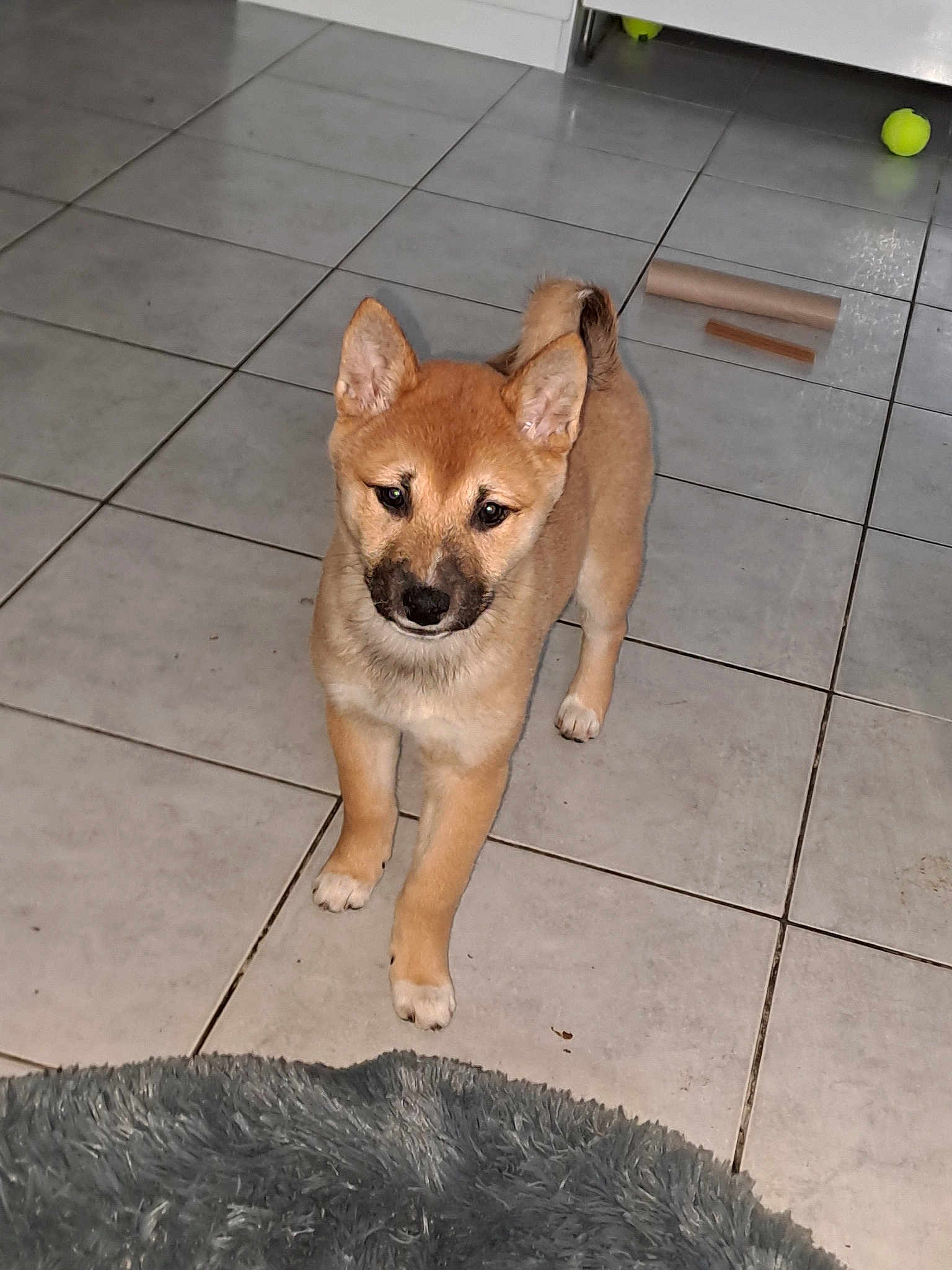 Laika