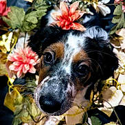 Queeny participe au concours pour gagner de l'argent avec cette photo : puppy, dog, close_up, flowers, wreath, cute, pet, black_background, adorable, whiskers, brown, white, black, face, nature, leaf, floral, animal, portrait, young
