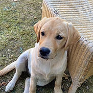 Alfie participe au concours pour gagner de l'argent avec cette photo : adorable, animal, calm, canine, cute, daylight, dog, ears, fur, golden_retriever, grass, nature, outdoor, paws, pet, puppy, sitting, snout, wicker_chair, young