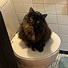 Kiwi joined the competition — help win amazing prizes! cats, two_cats, longhaired, fluffy, black_cat, tortoiseshell_cat, golden_eyes, sitting, portrait, indoor, bathroom, toilet, toilet_lid, tiles, floor_tiles, blue_rug, pet, furry, companionship, funny