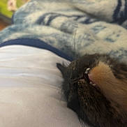 Kiwi joined the competition — help win amazing prizes! cat, sleeping, nap, pet, animal, fur, black_cat, orange_fur, paw, whiskers, teeth, face, bed, blanket, bedroom, cozy, indoors, relaxed, close_up, portrait