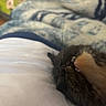 animal, bed, bedroom, black_cat, blanket, cat, close_up, cozy, face, fur, indoors, nap, orange_fur, paw, pet, portrait, relaxed, sleeping, teeth, whiskers