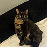 Kiwi joined the competition — help win amazing prizes! animal, bed, bedroom, black_cat, blanket, cat, cozy, ears, feline, fluffy, indoors, long_hair, looking_at_camera, pet, portrait, sitting, tail, whiskers, white_bedding, yellow_eyes