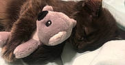 Kiwi joined the competition — help win amazing prizes! animal, bed, canine, cat, couch, cushion, dog, face, furniture, head, homedecor, kitten, person, pet, photography, plush, portrait, puppy, sleeping, toy