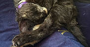 Kiwi is registered to the contest to win money with this photo: animal, architecture, armchair, blanket, canine, cat, chair, couch, cushion, dog, furniture, homedecor, indoors, interiordesign, kitten, manx, person, pet, puppy, sleeping