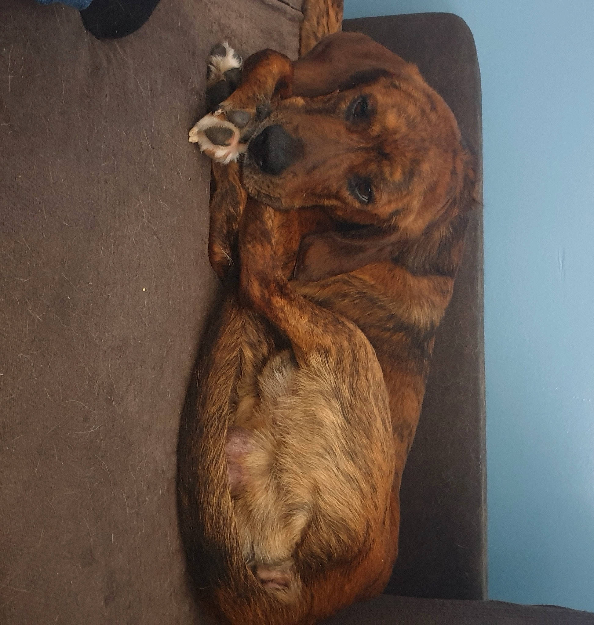 Jack participe au concours pour gagner de l'argent avec cette photo : brown, brown_bear, canidae, carnivore, companion_dog, dog, dog_breed, fur, grizzly_bear, kodiak_bear, liver, snout, sporting_group, working_animal, working_dog