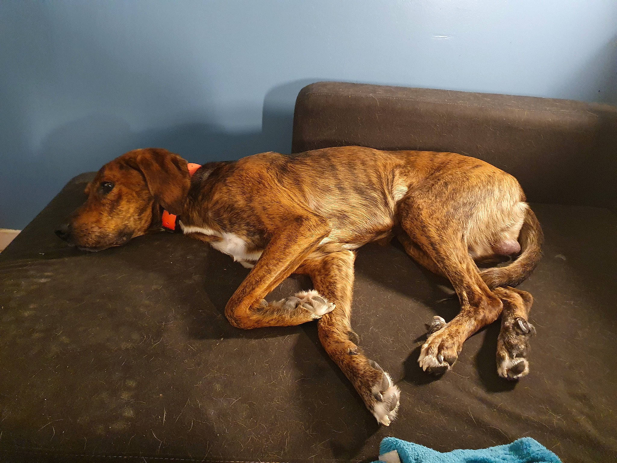 Jack a rejoint le concours — aidez-le/la à gagner de superbes lots ! canidae, carnivore, companion_dog, dog, dog_breed, fawn, liver, mammal, paw, snout, sporting_group, tail, working_animal, working_dog