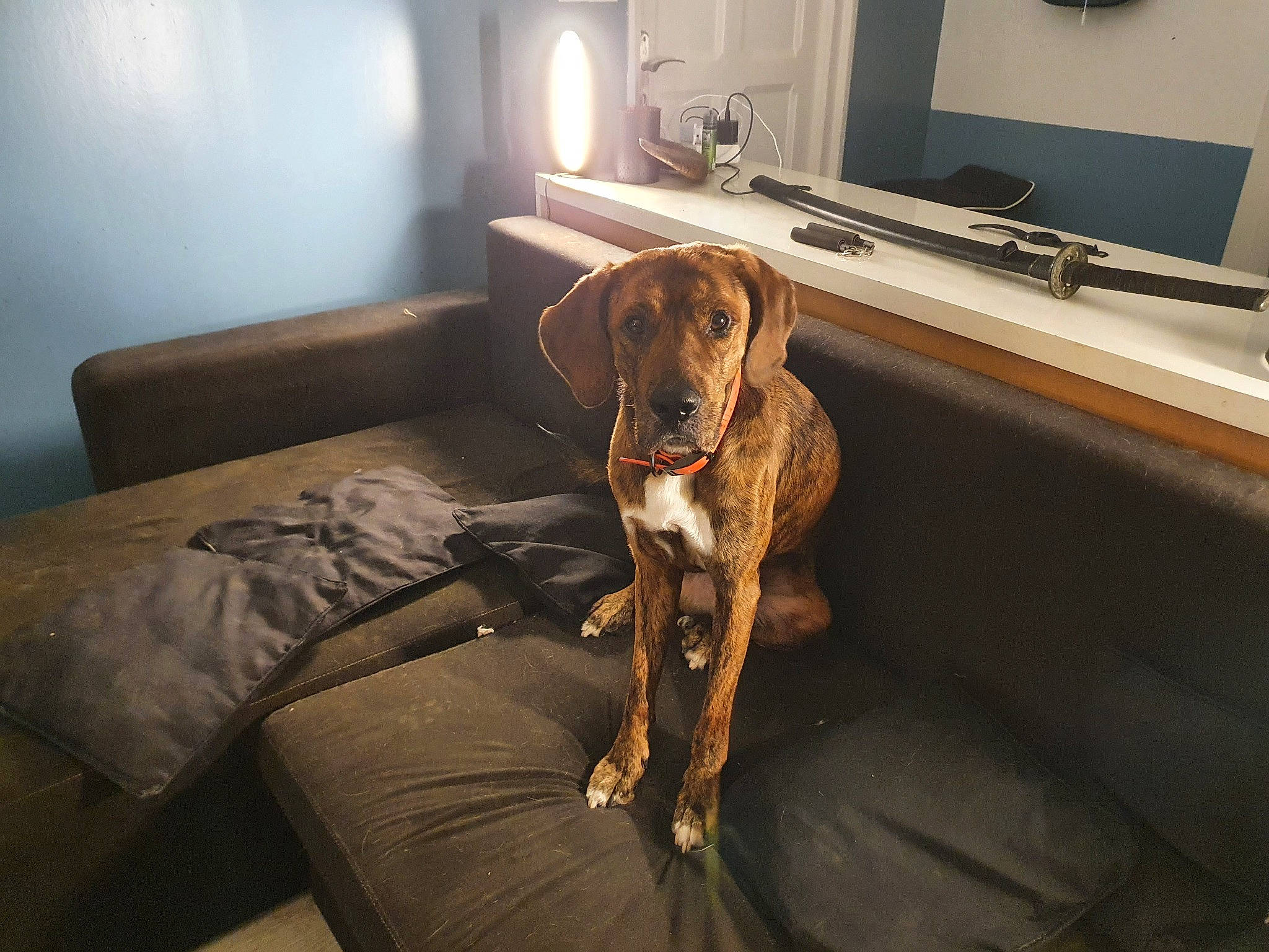 Jack a rejoint le concours — aidez-le/la à gagner de superbes lots ! brown, canidae, carnivore, collar, comfort, companion_dog, dog, dog_breed, floor, interior_design, liver, mirror, picture_frame, plumbing_fixture, pointing_breed, room, snout, sporting_group, working_animal