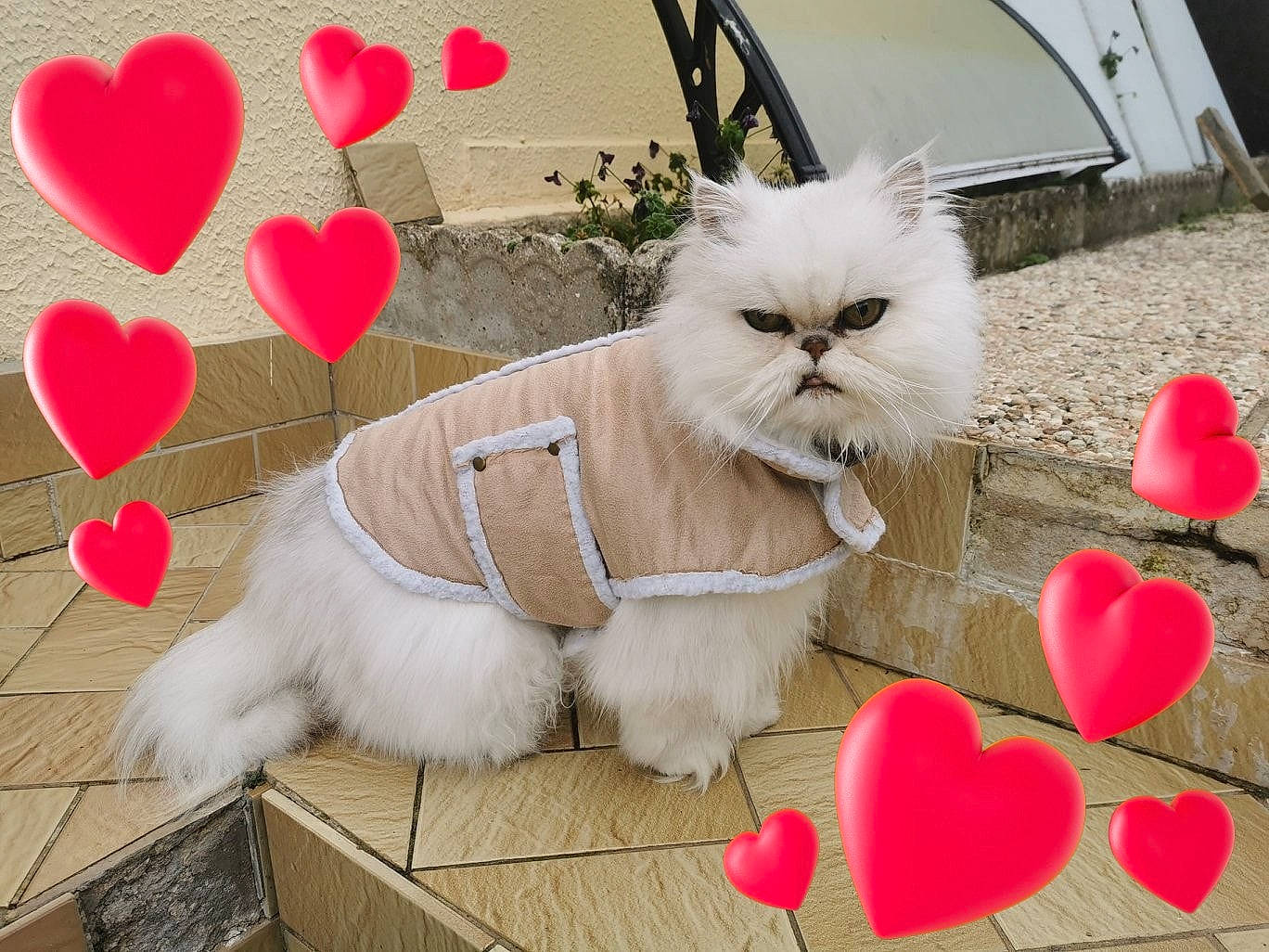 Kaka a rejoint le concours — aidez-le/la à gagner de superbes lots ! canidae, carnivore, cat, companion_dog, dog_breed, fawn, felidae, fur, love, mammal, persian, plant, shih_tzu, small_to_medium_sized_cats, toy_dog, valentines_day, whiskers