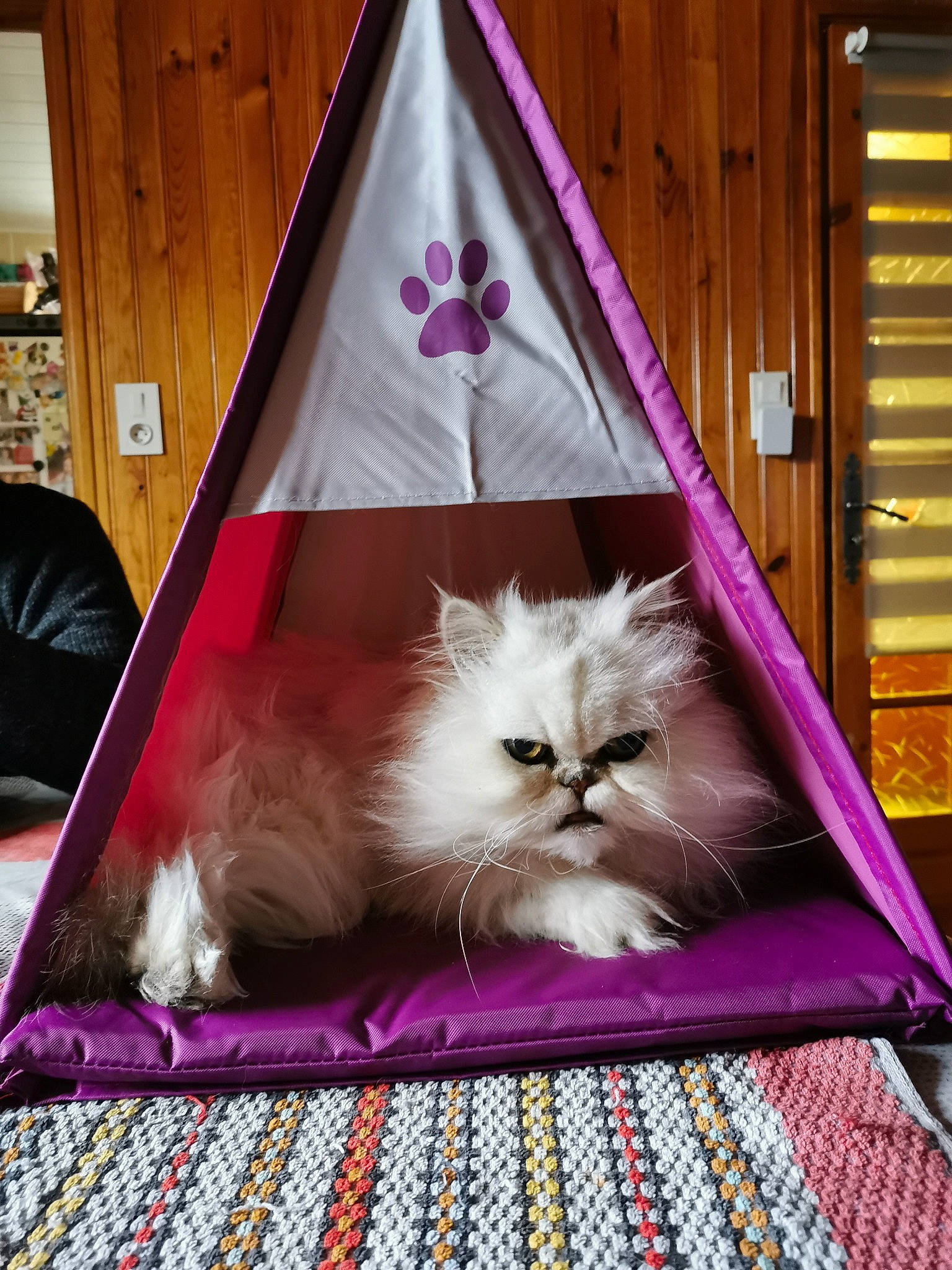 Kaka a rejoint le concours — aidez-le/la à gagner de superbes lots ! asian_semi_longhair, british_semi_longhair, carnivore, cat, domestic_long_haired_cat, felidae, kitten, mammal, napoleon_cat, norwegian_forest_cat, persian, ragamuffin, ragdoll, small_to_medium_sized_cats, whiskers