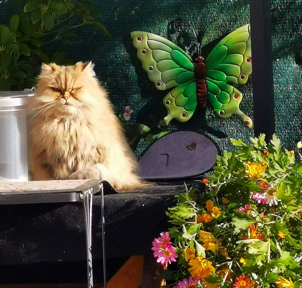 Câline a rejoint le concours — aidez-le/la à gagner de superbes lots ! art, arthropod, butterfly, carnivore, cat, christmas_ornament, fawn, felidae, flower, grass, insect, moths_and_butterflies, mythical_creature, painting, petal, plant, pollinator, shrub, small_to_medium_sized_cats, whiskers